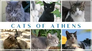 Cats of Athens 🇬🇷 🐈 🐈‍⬛