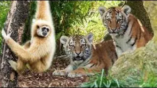 Tiger vs Monkey Fight Very Funny Video | KP Studioz