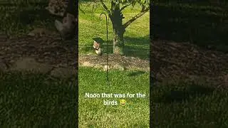 squirrel steals bird's food 🐿️ #squirrels