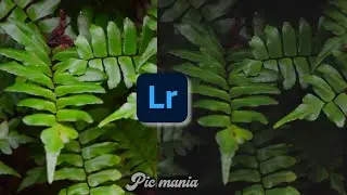 Adobe lightroom mobile editing | Moody dark effect | Easy editing | Pic mania |