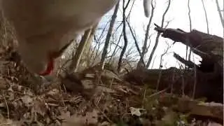 GoPro head mount on a dog