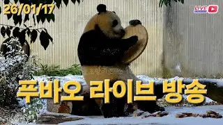 1월 17일 푸바오 라이브 방송-선수핑 기지 판다 아이들과 행복촌, 푸야 이야기 해요~❤️