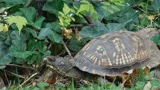Female Eastern Box Turtle foraging before the cold 20 Oct 25