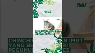 Chinchilla, hewan imut dari pegunungan Andes #hewan #animals #binatang #chinchilla