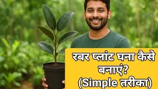बस इतना काटो..और देखो कमाल! Rubber Plant Dense Banane Ka Secret Trick&rdquo; #hakes care and tips #nature