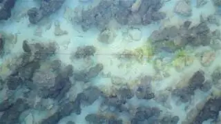 Stromatolites of Hamelin Pool 1080p