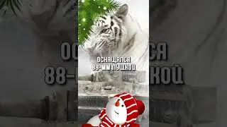 Самые Грозные Танки Третьего Рейха#shorts