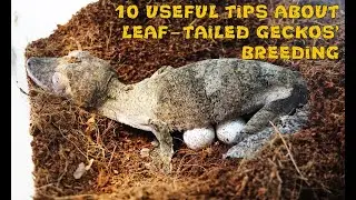 10 useful tips about leaf-tailed geckos' breeding