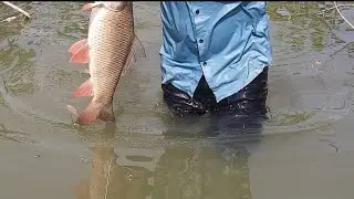 Thrilling deep river fishing adventure chasing powerful rohu fish underwater