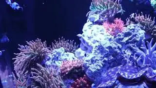 My Red Sea Reefer 170