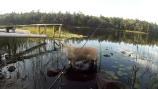 Hallsj&ouml;n, fiske & hundbad