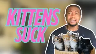 Kitten vs Adult Cat 🐾 | 5 Hidden Downsides of Raising a Kitten You Should Know!