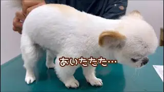 【初めてのてんかんのお薬】血中検査の結果を聞きにきたよ🐻‍❄️