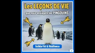 ​🐧 LES INCROYABLES LE&Ccedil;ONS DE VIE QUE LES PINGOUINS NOUS ENSEIGNENT