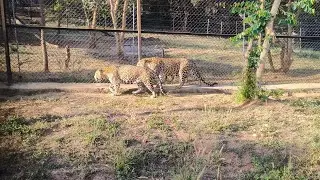 Bannerghatta zoo ka full vlog ||Bangalore famous Bannerghatta zoo full day vlog 