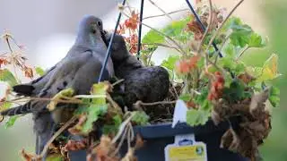 The Birth of Two Mourning Doves.