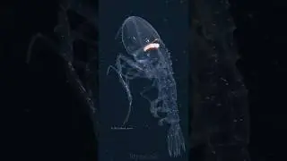 The Transparent Deep-Sea Alien #AnimalFacts #Phronima #DeepSea #OceanMysteries #MarineLife #sehar