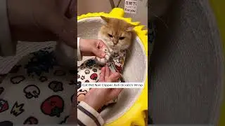 Stop the Scratches! Stress-Free Cat Nail Clipping #cats
