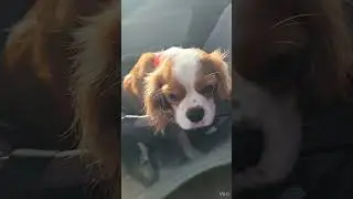 #cavalierkingcharlesspaniel