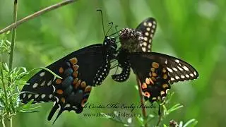 BLACK SWALLOWTAIL Papilio polyxenes asterias  male, female mating
