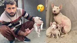 Gabar Bachry ki Legs injury Ho gi 😭 Kohati Gultair Puppies 🐶 Pets Lover in Punjab 