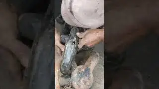 HOW TO DISMANTLE KENTER SHACKLE AND INSTALL INTO THE CHAIN LINK.