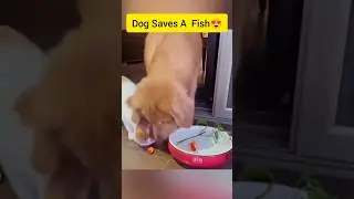 Dog saves a fish | #rescuefish #savefish #rescuedog #rescuepuppy #puppy