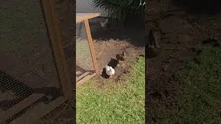 Good Morning Everybody 🙏 ❤️  #chickens #ducks
