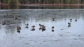 Ice over yellow lake 
