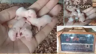 RATs are ADORABLE -Cute Baby Rats | Cleaning their Cage