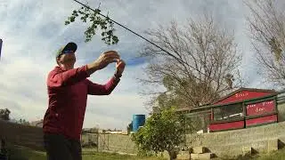 Harvesting Mistletoe