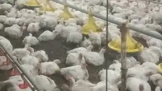 poultry hen viral ec farm rp fram how to make poultry hen fram name bhai bhai ec fram #poltrifarm 