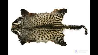 Ngoma Ombiri
