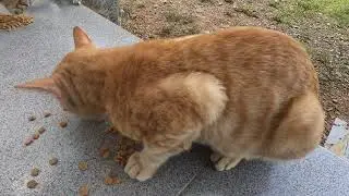 oyen Cat Eating Food Calmly in a Simple Daily Life