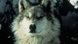 Tribute to Wolves - Amazing