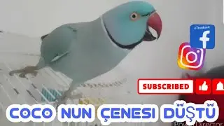 COCO NUN ÇENESİ DÜŞTÜ