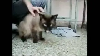Chundercats ... Hooooeuuurgh!