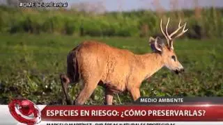 MEDIO AMBIENTE: TRES ESPECIES BONAERENSES SON VULNERABLES