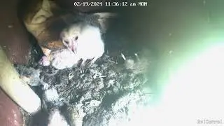 Adorable Older Owlet Showing Body Awareness, Using Wings For Balance. Owl Box C - 2/19/24 - 11:35 am