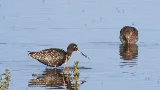 Goldcliff Birding #161 Spotted Redshank, Green Sandpiper 4K