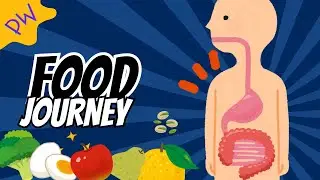 🍎🚀 Food Journey &ndash; The Adventure Inside Your Body! 🎶✨