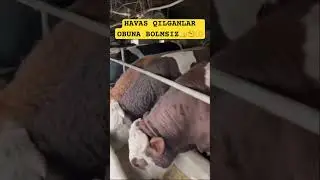 KIMDA NECHTA MOL BOR✍️✍️ #cow #farm #farming #meat #dairy #new #shayxrahmatullohtermiziy #rishotka