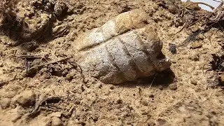 Civil War Relics and Magical Find: Louisiana Treasure