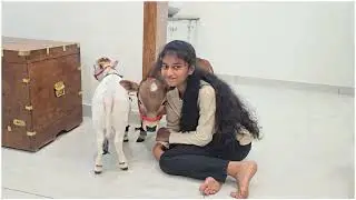 Nadipathy Cattle: Visitor Special #shorts #viral #yt #miniature #reels #tiktok #cow