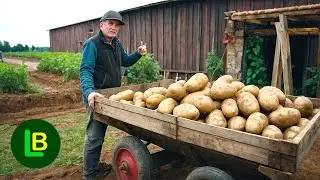 Сделайте это перед посадкой, и картофель увеличится вдвое.