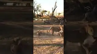 MOTHER LION PROTECTING HER BABY FROM HYENAS#lion #lions #fight #hyena #jungle #amazing #babylion