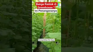 Melon Premium | Penanganan Bunga Rontok #melonpremium #greenhouse #hidroponik #melon