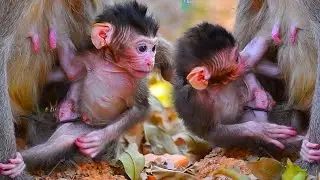 Adorable Old Mommy Monkey Trying to Take Care Of Cute Newborn Baby
