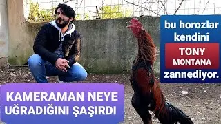 Hint Horozu Çiftliği Hepsi Kabadayı Yengeç Gibi Yürüyorlar #hinthorozu
