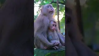 Awesome Lovely Gentle Mother Linda With Cute Baby Lumi